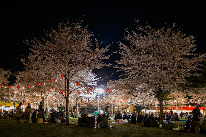 桜咲く。_d0196560_113758.jpg