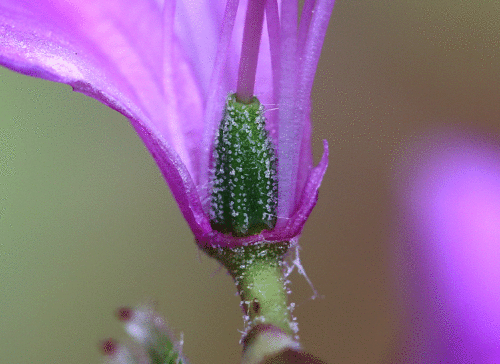 トサノミツバツツジ Rhododendron dilatatum var. decandrum_f0165160_10114917.gif