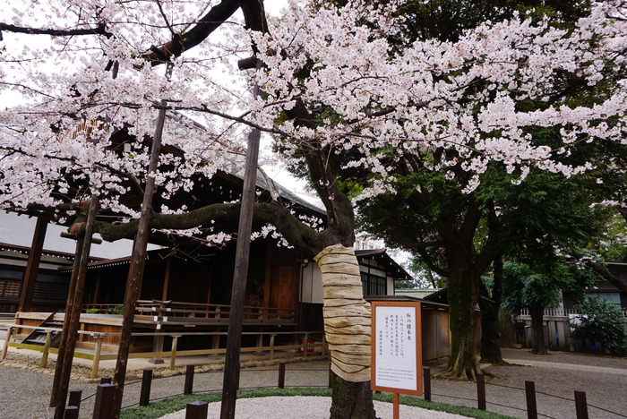 千鳥ヶ淵～靖国神社の桜☆標本木の木も_d0152261_1314745.jpg