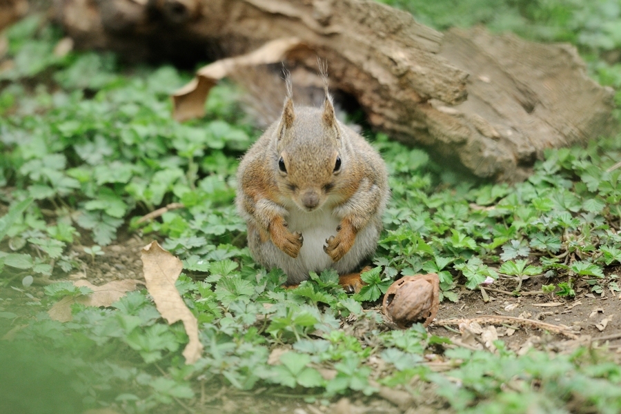 井の頭自然文化園 のリスさん、その１、、、。_f0136162_11504574.jpg