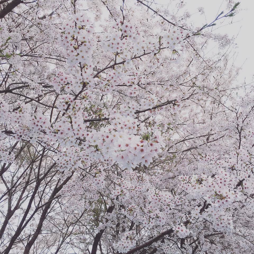 ライオンキッチンさんの桜まつり♪_a0119063_07362291.jpg