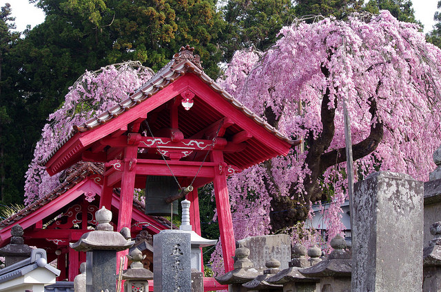 白河市 南湖の桜_f0208665_204652.jpg