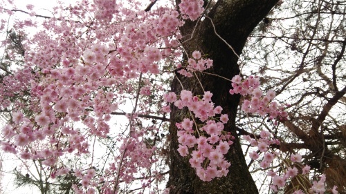 さくら、サクラ、SAKURA～&#127802;&#127802;_f0032766_22374695.jpg