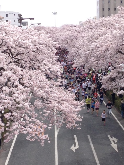 日立さくら祭り_f0279566_11585934.jpeg