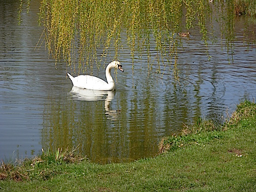 市庁舎裏公園のマグノーリエ_e0357367_1492249.jpg