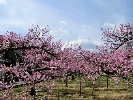 桃の花_a0157268_11381196.jpg