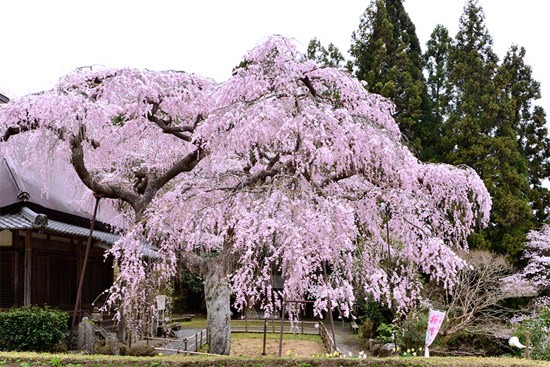 西光寺　城之山桜_c0317868_18090387.jpg