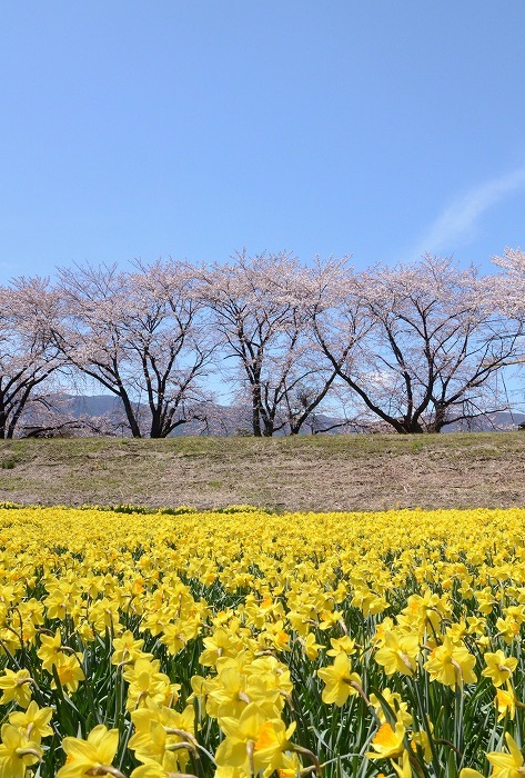 少し遅れて桜_b0341869_14312175.jpg