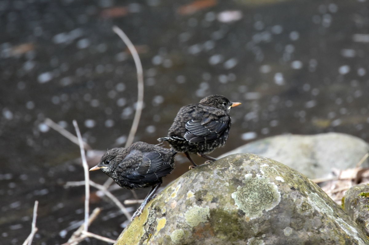 カワガラス 給餌_f0053272_105663.jpg