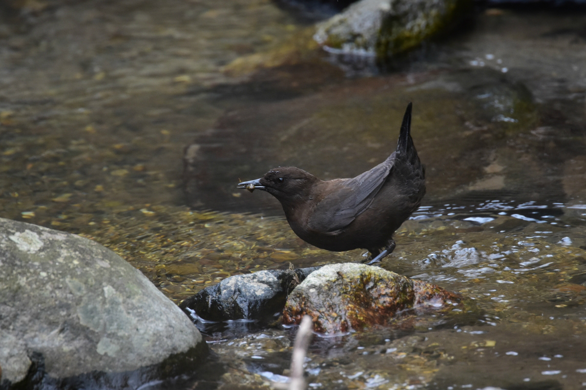 カワガラス 給餌_f0053272_1057691.jpg