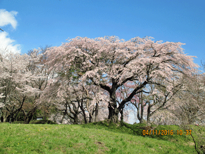 f0140773_15224365.gif