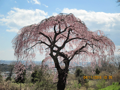 f0140773_15235431.gif