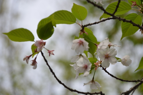 公園は花盛り_c0155474_2126211.jpg