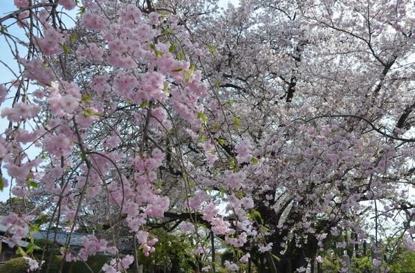 公園は花盛り_c0155474_2126476.jpg