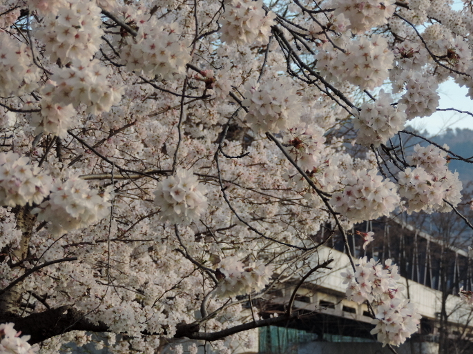 長野そぞろ歩き：桜満開＆サッカー観戦_f0049074_05365611.jpg