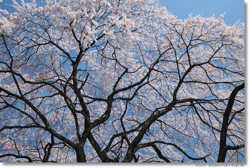 桜_c0054876_17582381.jpg