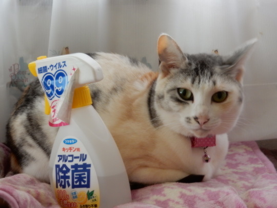 CMモデル_e0355177_10074912.jpg