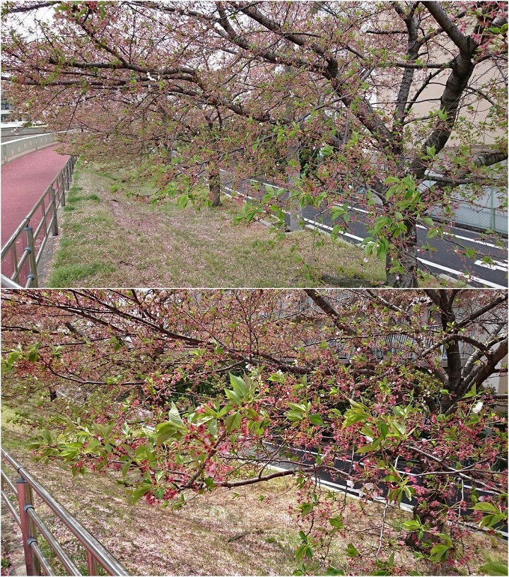 なごり桜＆１年前の今日のあたち♪_c0363378_16592849.jpg