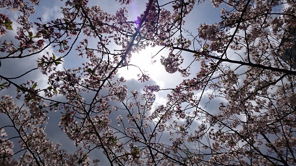 なごり桜＆１年前の今日のあたち♪_c0363378_16595319.jpg
