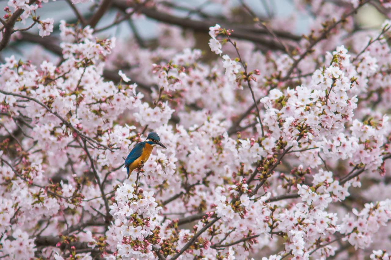 桜とカワセミ_a0052080_20081934.jpg