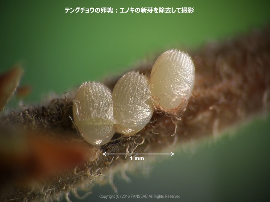 テングチョウの産卵（4月上旬）_f0090680_9272449.jpg