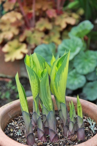 ◆Hosta！　Hosta！_e0154682_20115693.jpg