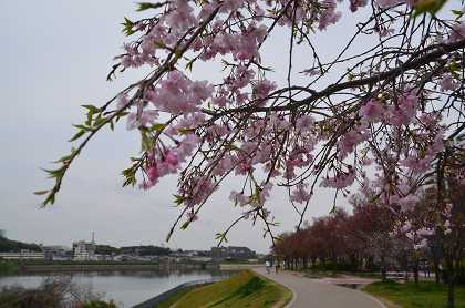 狭山池　染井吉野と八重桜_c0229483_18435392.jpg