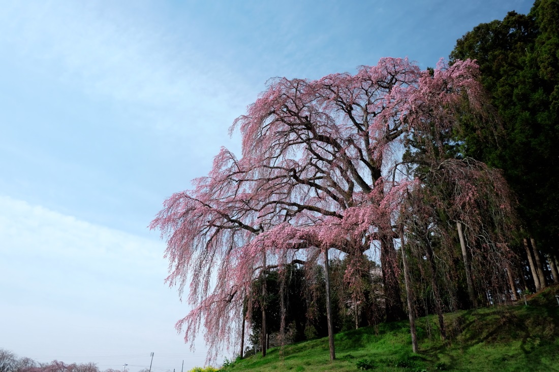 合戦場の枝垂れ桜と中島の地蔵桜　二本松市　２０１６・０４・０９_e0143883_17194832.jpg