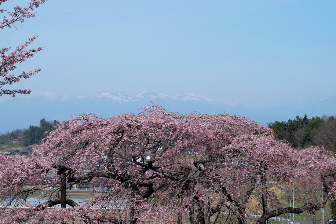 合戦場の枝垂れ桜と中島の地蔵桜　二本松市　２０１６・０４・０９_e0143883_17241433.jpg