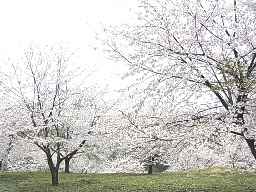 谷根の桜_e0155085_1743286.jpg