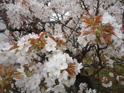 世界遺産　仁和寺の”御室（おむろ）桜”～☆_a0258386_14121990.jpg