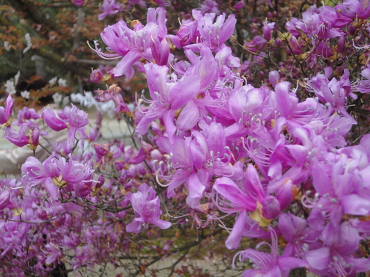 世界遺産　仁和寺の”御室（おむろ）桜”～☆_a0258386_1413287.jpg