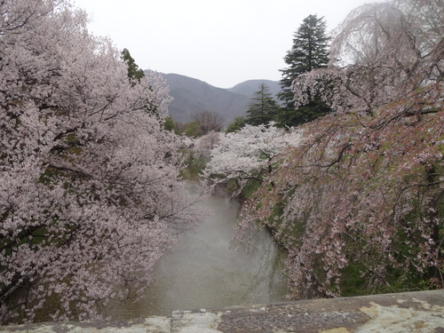 千本桜まつり_c0104590_1850148.jpg