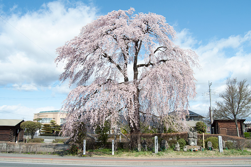 4月11日（月）【満開】_b0218292_11224112.jpg