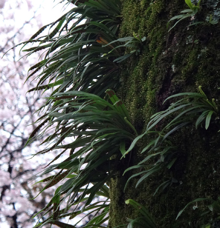 のんびり？駆け足？　高崎線で桜の小旅行2　早川から小田原へ～♪_a0136293_17202850.jpg