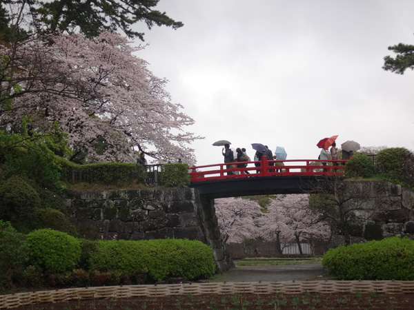 のんびり？駆け足？　高崎線で桜の小旅行2　早川から小田原へ～♪_a0136293_1722569.jpg