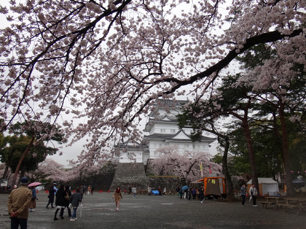 のんびり？駆け足？　高崎線で桜の小旅行2　早川から小田原へ～♪_a0136293_1723364.jpg