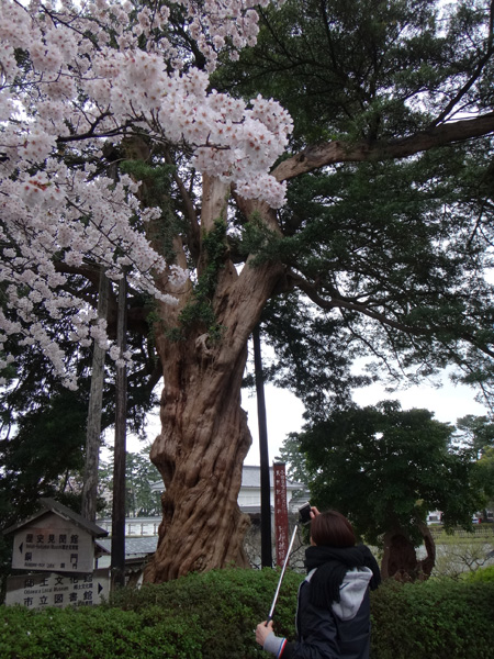 のんびり？駆け足？　高崎線で桜の小旅行2　早川から小田原へ～♪_a0136293_17304297.jpg