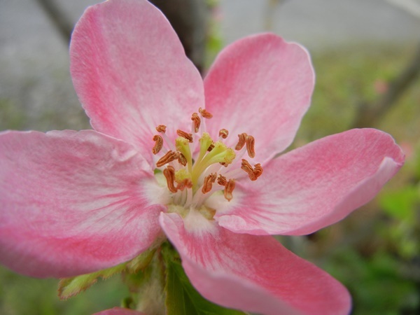 ウオーキング途中の花畑_c0361298_10560516.jpg