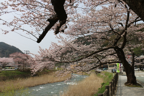 あつみ温泉，温海川河畔に咲くサクラ　４月１０日（清明　次候）昼下がり　鴻雁北る（こうがんかえる）・５_c0075701_12183660.jpg