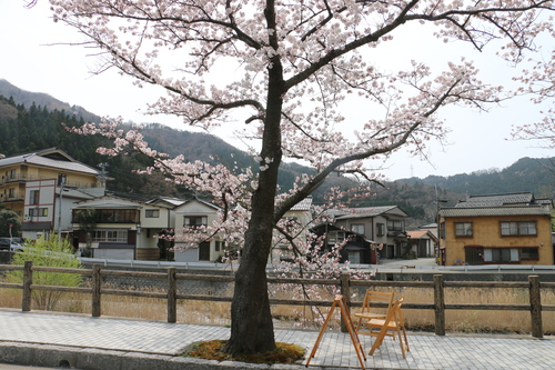 あつみ温泉，温海川河畔に咲くサクラ・９_c0075701_12423362.jpg