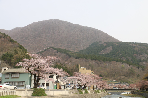 あつみ温泉，温海川河畔に咲くサクラ　４月１０日（清明　次候）昼下がり　鴻雁北る（こうがんかえる）・９_c0075701_12453583.jpg