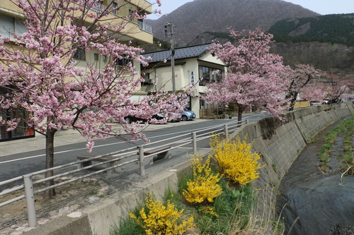 あつみ温泉，温海川河畔に咲くサクラ・１１_c0075701_12502066.jpg