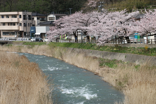 あつみ温泉，温海川河畔に咲くサクラ　４月１０日（清明　次候）昼下がり　鴻雁北る・１２_c0075701_12585316.jpg