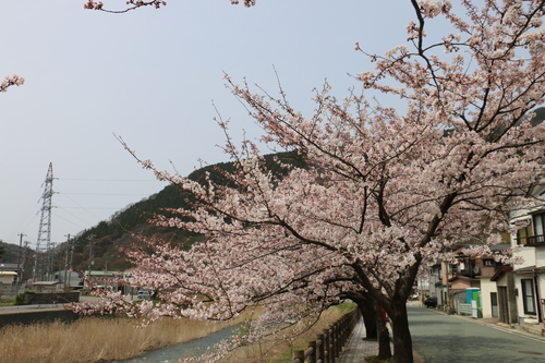 あつみ温泉，温海川河畔に咲くサクラ　４月１０日（清明　次候）昼下がり　鴻雁北る（こうがんかえる）・３_c0075701_126415.jpg