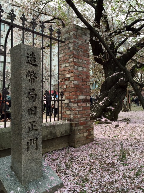 造幣局の桜_a0326106_12322930.jpg