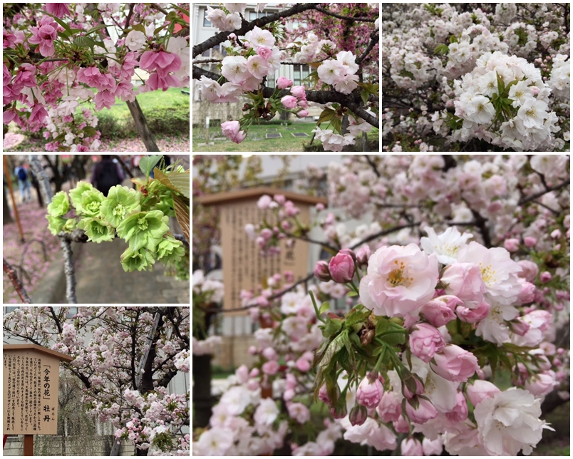 造幣局の桜_a0326106_12325746.jpg