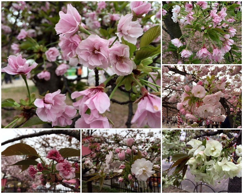 造幣局の桜_a0326106_12331850.jpg