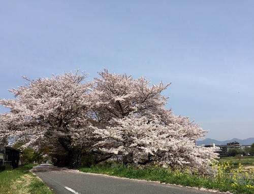 嵐山の桜_a0326106_1234345.jpg