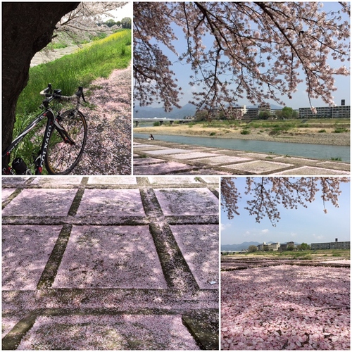 嵐山の桜_a0326106_123541.jpg